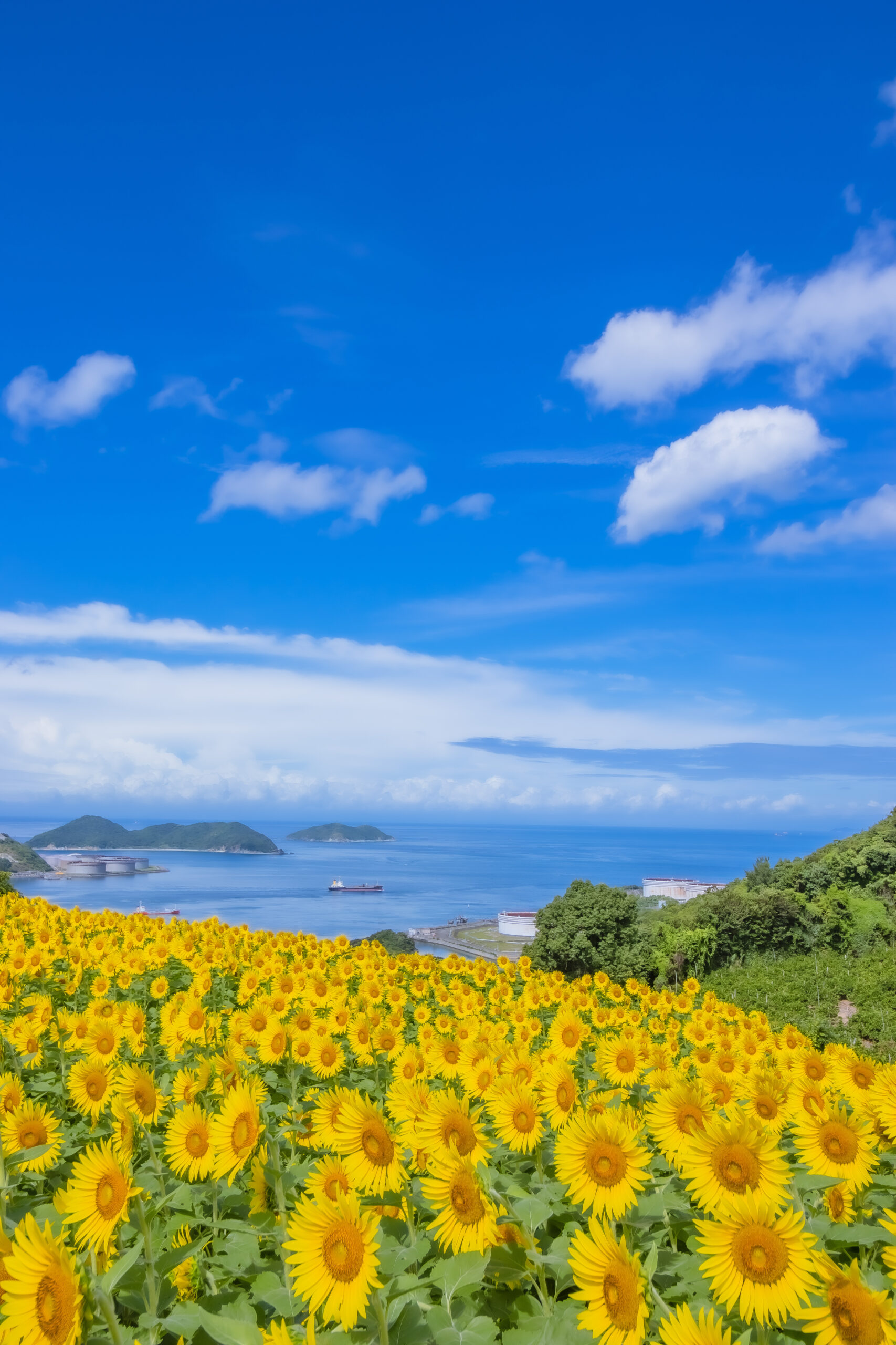 写真提供：公益社団法人　和歌山県観光連盟